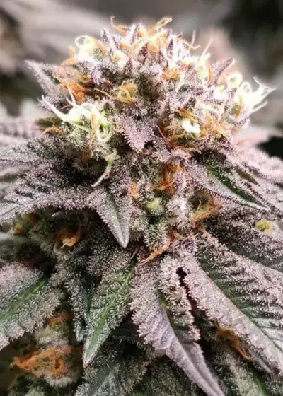 Pure Ice Cream by Pure Instinto, Photoperiod cannabis strain
