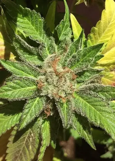 Pure Kush Cookies by Mamiko Seeds, Photoperiod cannabis strain
