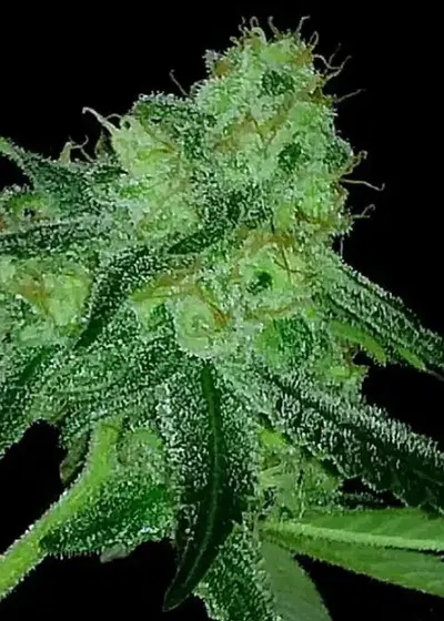 Pure Louis XIII by Cannaventure Seeds, Photoperiod cannabis strain