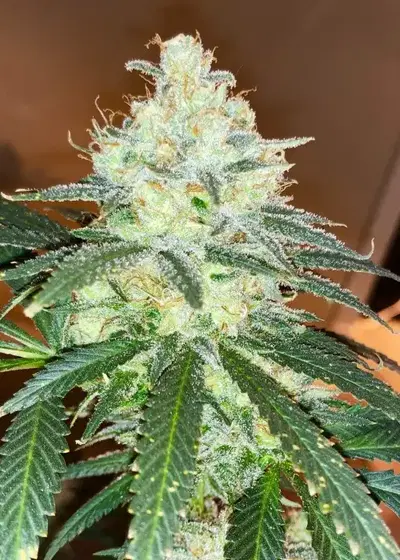 Pure Love by Irie Genetics, Photoperiod cannabis strain