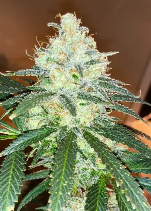 Pure Love by Irie Genetics, Photoperiod cannabis strain