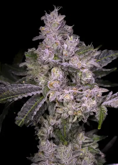 Pure Michigan by Thug Pug Genetics, Photoperiod cannabis strain