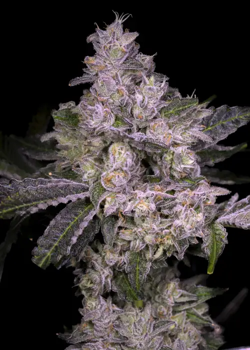 Pure Michigan by Thug Pug Genetics, Photoperiod cannabis strain