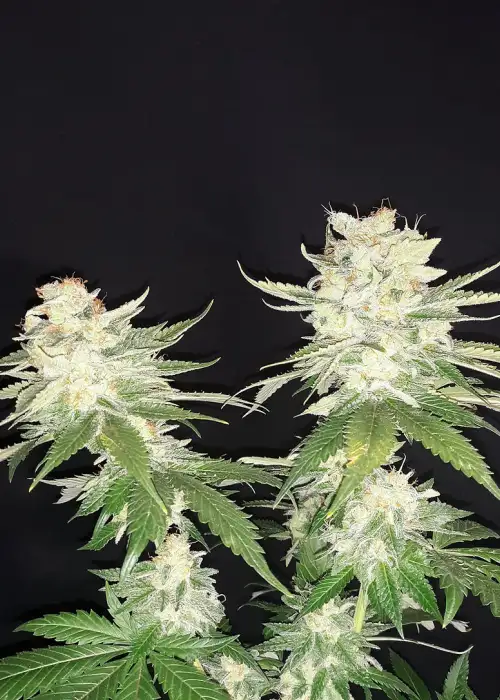 Pure Mother of Berries by Cannaventure Seeds, Photoperiod cannabis strain
