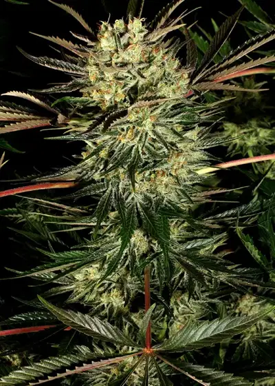 Pure Power Plant by White Label, Photoperiod cannabis strain