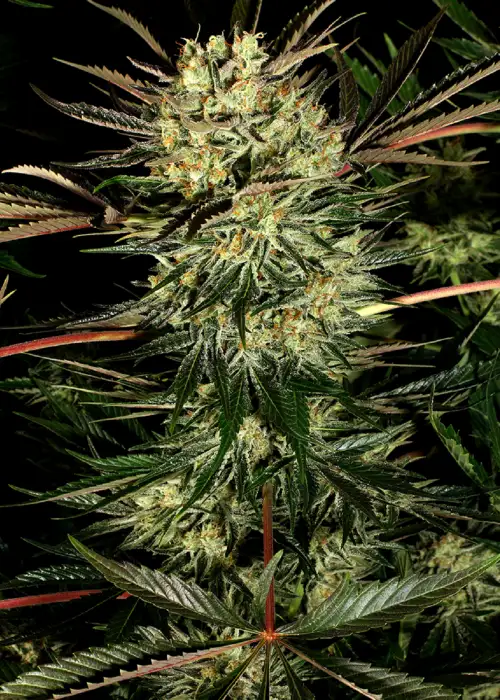 Pure Power Plant by White Label, Photoperiod cannabis strain