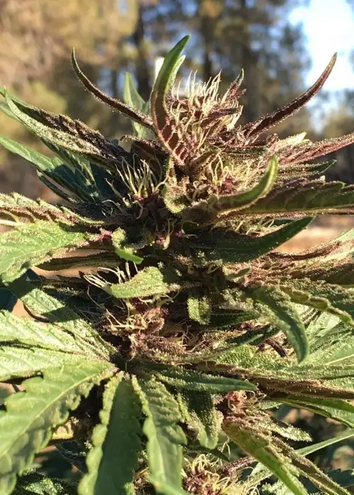 Pure Raspberry Kush Feminized by Cannaventure Seeds, Photoperiod cannabis strain