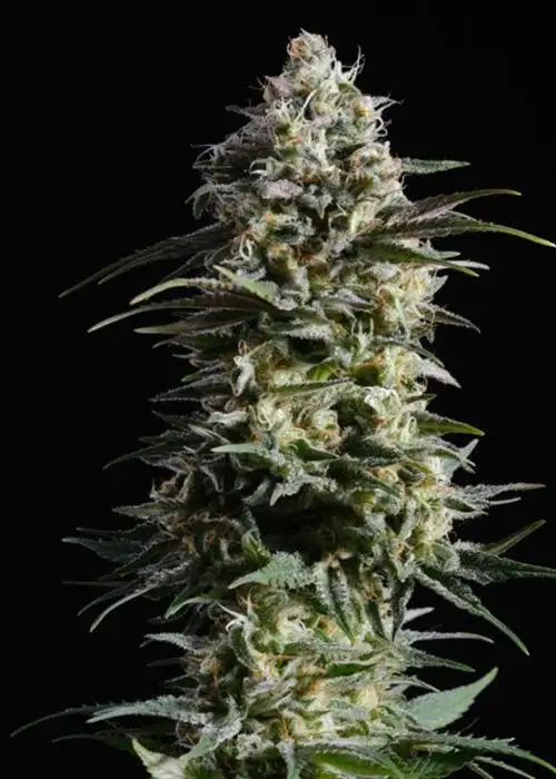 Pure Skunk Go Fast by Kannabia Seed Company, Autoflower cannabis strain