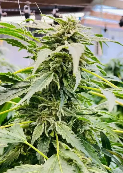 Purest Indica aka the Steve Murphy Afghan IBL by Authentic Genetics, Photoperiod cannabis strain