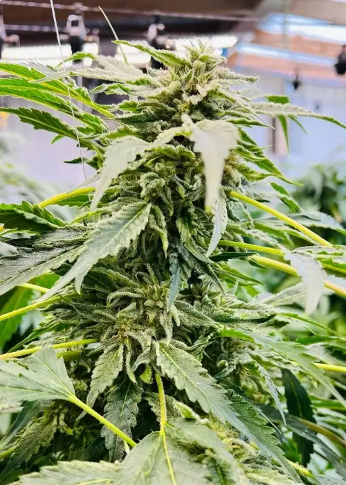 Purest Indica aka the Steve Murphy Afghan IBL by Authentic Genetics, Photoperiod cannabis strain