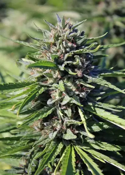 Purgatory by TGA Genetics Subcool Seeds, Photoperiod cannabis strain