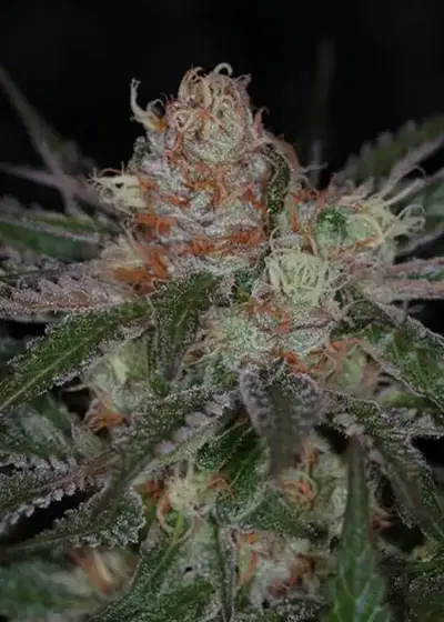 Purple Apollo-13 aka "The Void" by TGA Genetics Subcool Seeds, Photoperiod cannabis strain