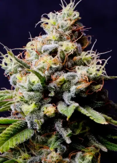 Purple Berry Kush by Spliff Seeds, Photoperiod cannabis strain