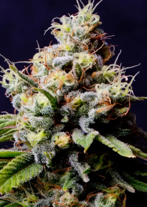 Purple Berry Kush by Spliff Seeds, Photoperiod cannabis strain