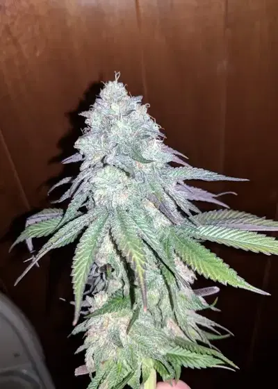 Purple Berry Playboy by New420Guy Seeds, Photoperiod cannabis strain