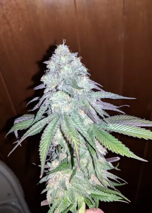 Purple Berry Playboy by New420Guy Seeds, Photoperiod cannabis strain