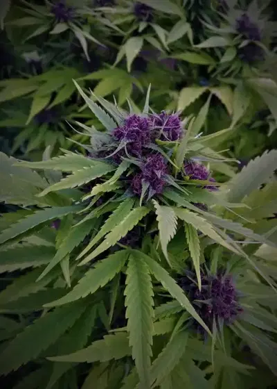 Purple Bliss Bx1 by 7 East Genetics, Photoperiod cannabis strain