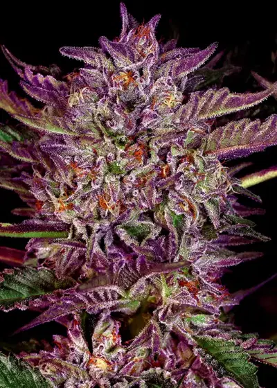 Purple Bud Automatic by WeedSeedShop, Autoflower cannabis strain