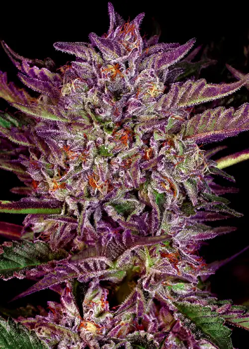 Purple Bud Automatic by WeedSeedShop, Autoflower cannabis strain