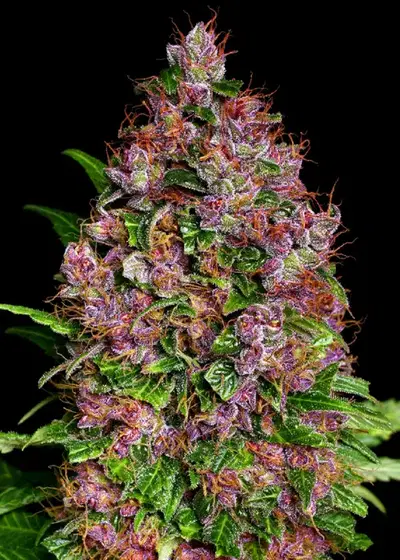 Purple Bud Feminized by WeedSeedShop, Photoperiod cannabis strain