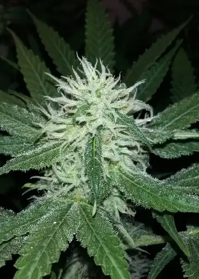 Purple Bud by White Label, Photoperiod cannabis strain
