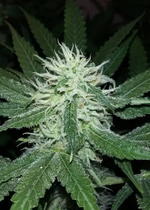 Purple Bud by White Label, Photoperiod cannabis strain