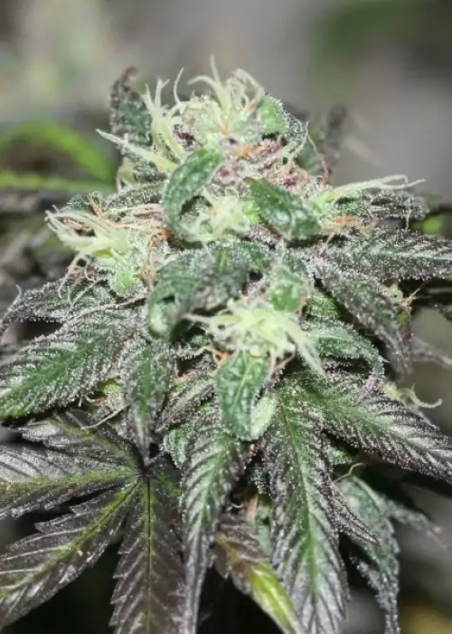 Purple Buddha by Grand Daddy Purp, Photoperiod cannabis strain