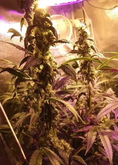 Purple Canyon by Greenpoint Seeds, Photoperiod cannabis strain