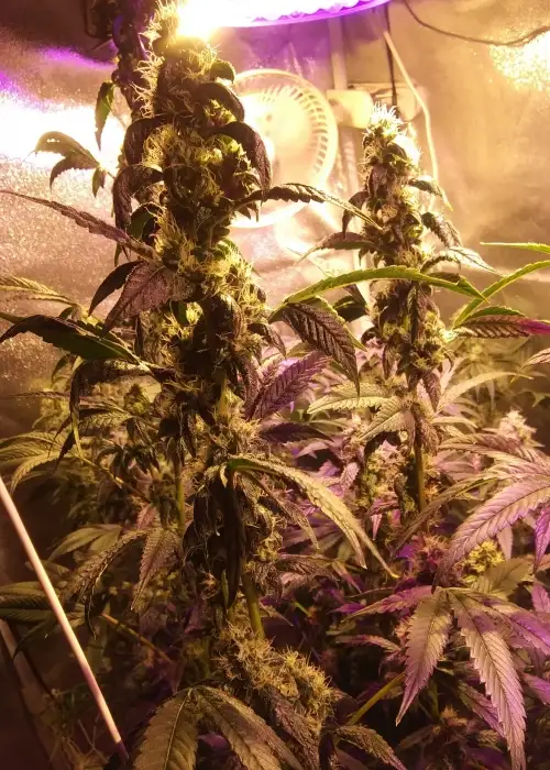Purple Canyon by Greenpoint Seeds, Photoperiod cannabis strain