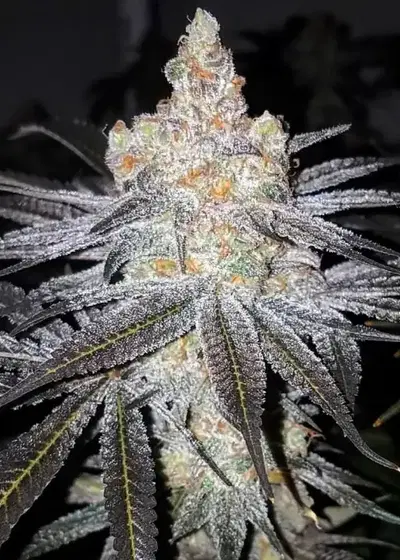 Purple Champagne by Dungeons Vault Genetics, Photoperiod cannabis strain
