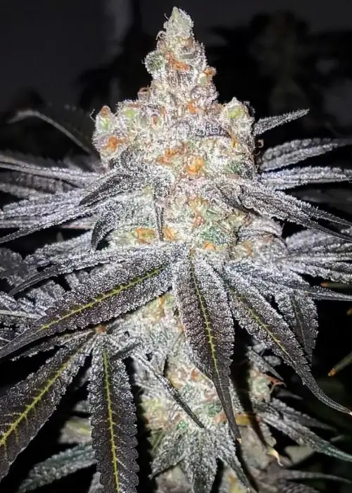 Purple Champagne by Dungeons Vault Genetics, Photoperiod cannabis strain