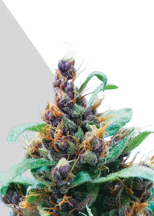 Purple Cheese by Auto Seeds, Autoflower cannabis strain