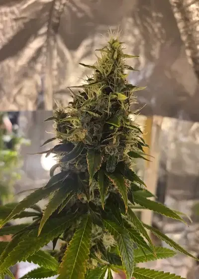 Purple Chem by The Cali Connection, Photoperiod cannabis strain