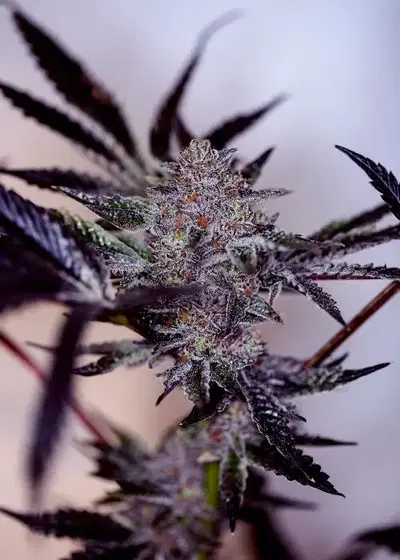 Purple Cherry Auto by Positronics Seeds, Autoflower cannabis strain