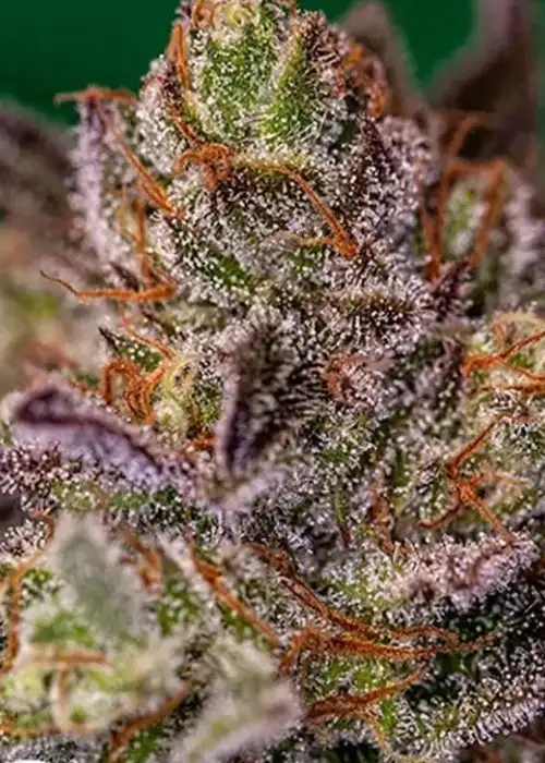 Purple Cherry by Positronics Seeds, Photoperiod cannabis strain