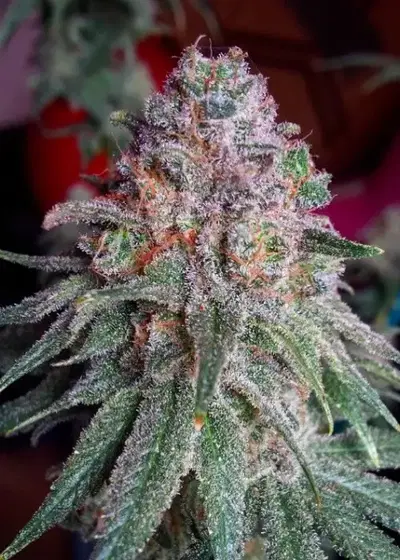 Purple Dawg Mass by Critical Mass Collective, Photoperiod cannabis strain