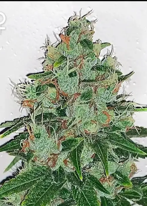 Purple Diesel by The Cali Connection, Photoperiod cannabis strain