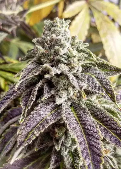 Purple Dosidious by Inseedious Seeds, Photoperiod cannabis strain