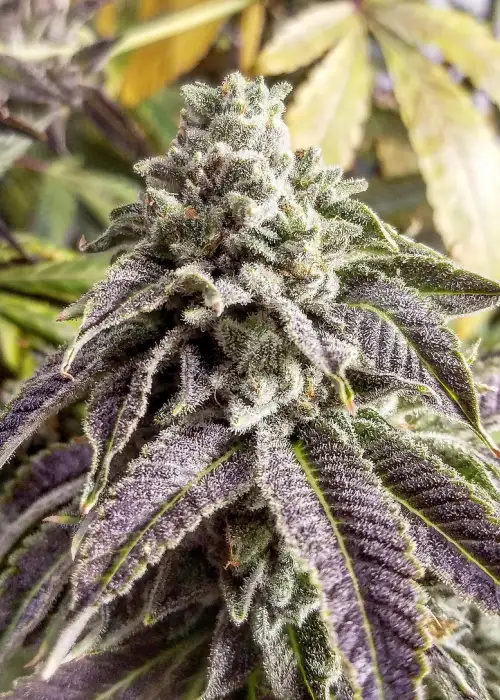 Purple Dosidious by Inseedious Seeds, Photoperiod cannabis strain