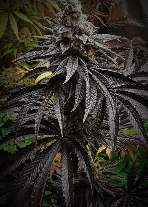 Purple Dragon Balls F5 by 7 East Genetics, Photoperiod cannabis strain