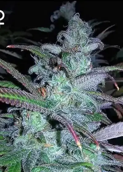 Purple Dream by Grand Daddy Purp, Photoperiod cannabis strain