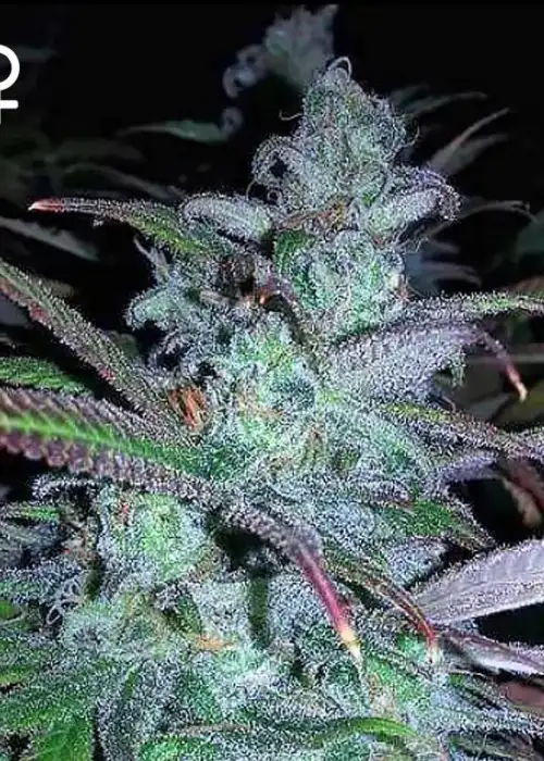 Purple Dream by Grand Daddy Purp, Photoperiod cannabis strain