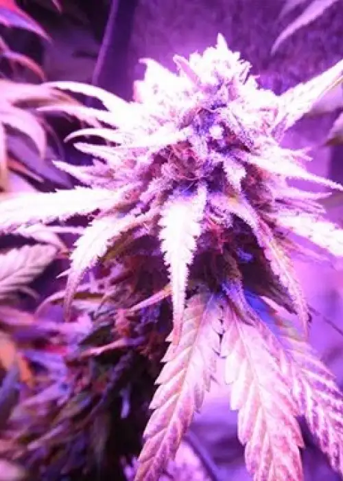 Purple Envy by Feminised Seeds Company, Photoperiod cannabis strain