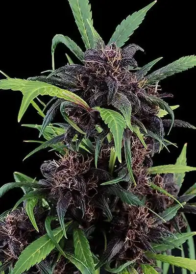 Purple Express Auto by Freedom Seeds, Autoflower cannabis strain