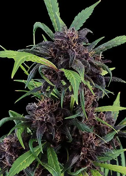 Purple Express Auto by Freedom Seeds, Autoflower cannabis strain
