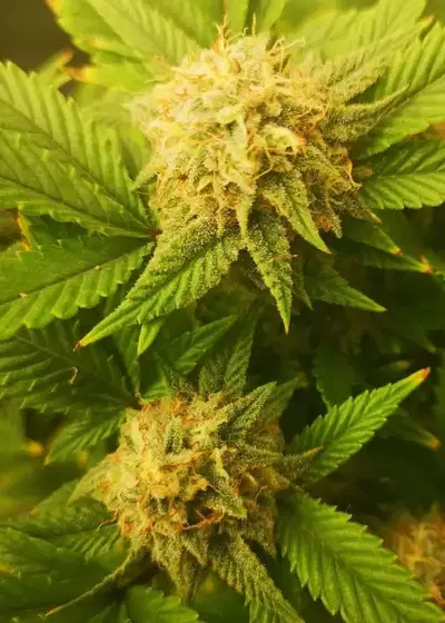 Purple Ferrari by Future Genetix, Photoperiod cannabis strain