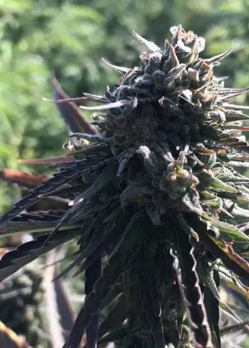 Purple Freeze by Real Gorilla Seeds, Photoperiod cannabis strain