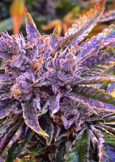Purple Glue by GG strains, Photoperiod cannabis strain