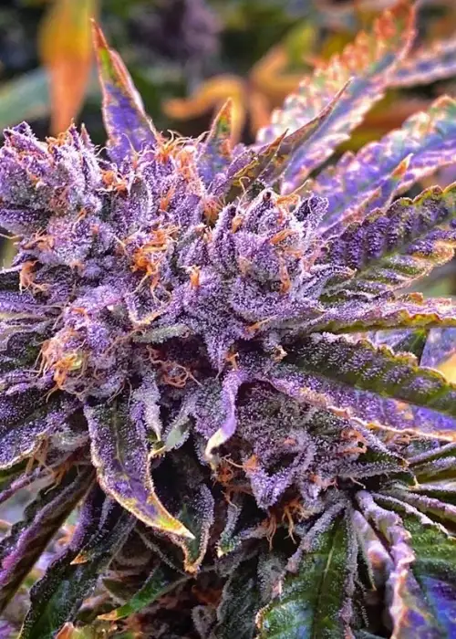 Purple Glue by GG strains, Photoperiod cannabis strain