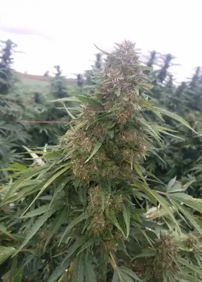 Purple Goat Cheese by G.O.A.T Genetics, Photoperiod cannabis strain